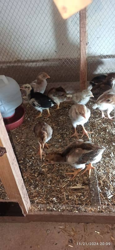 High Quality Aseel Heera Chicks 3