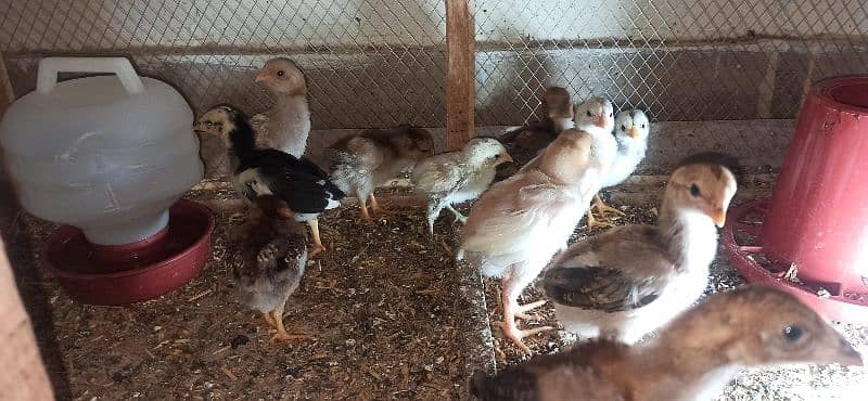 High Quality Aseel Heera Chicks 4