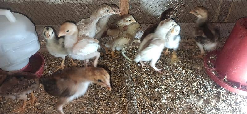 High Quality Aseel Heera Chicks 5