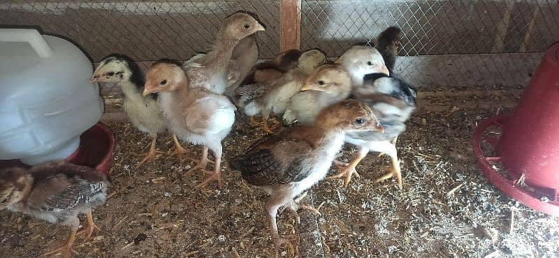 High Quality Aseel Heera Chicks 6