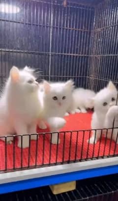 cat sale raabta number 03287625932 WhatsApp