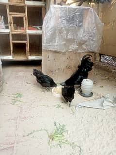 Ayam Cemani Gray Toung Male ,Female,  Eggs , Accessories Are Available