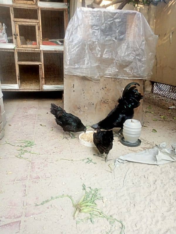 Ayam Cemani Gray Toung Trio Set Is Available 0