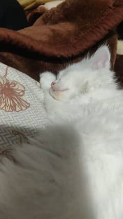 male cat 2 months old ufs with free stuff