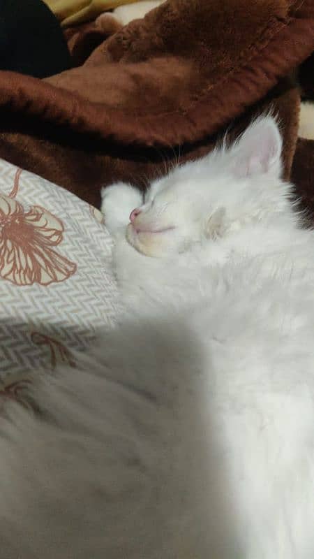 male cat 2 months old triple coat ufs with free stuff 0