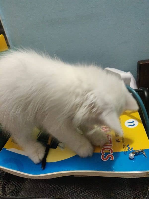 male cat 2 months old triple coat ufs with free stuff 4