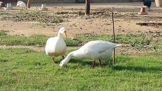 Long neck duck