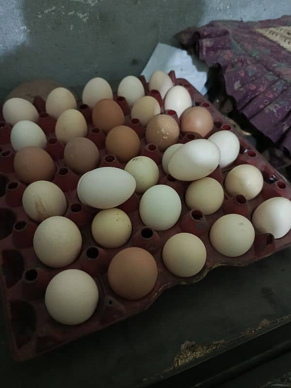 Golden Misri egg laying hen 1