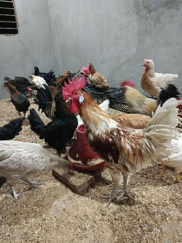 Golden Misri egg laying hen 3