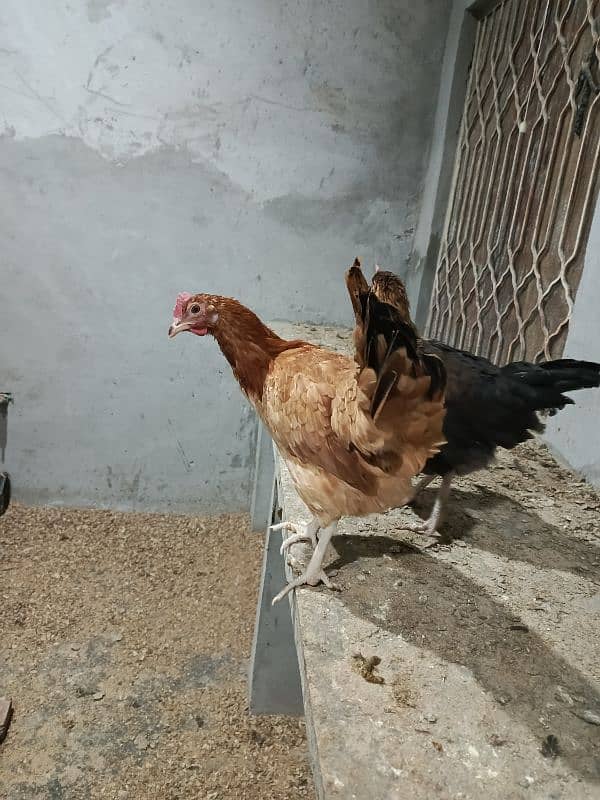 Golden Misri egg laying hen 5