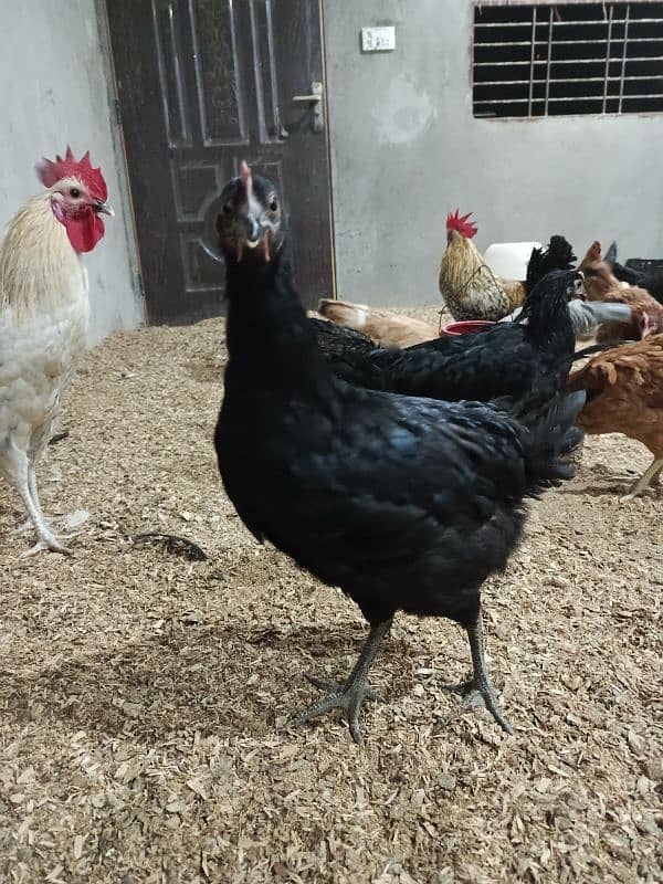 Golden Misri egg laying hen 6