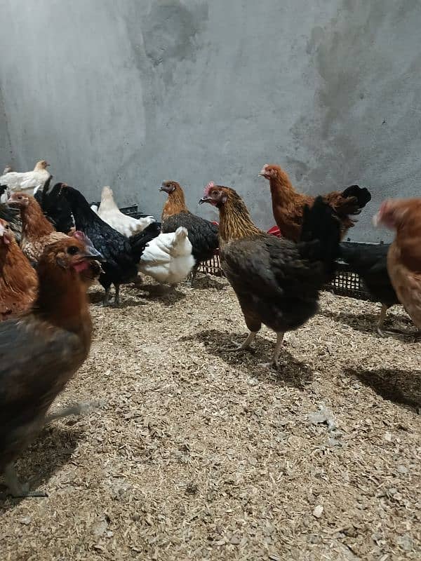 Golden Misri egg laying hen 7