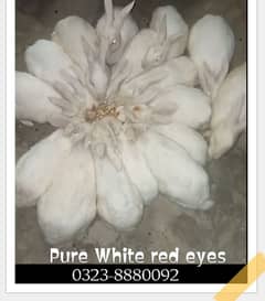 Pure white red eyes rabbit for sale breeder pair's