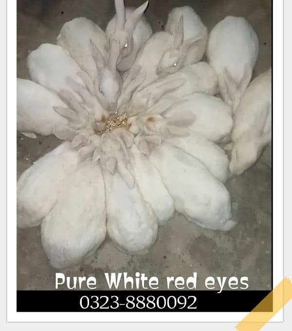 Pure white red eyes rabbit for sale breeder pair's 0