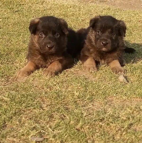 100% original GermanShepherd puppy for sale 03157036766 contact me 1