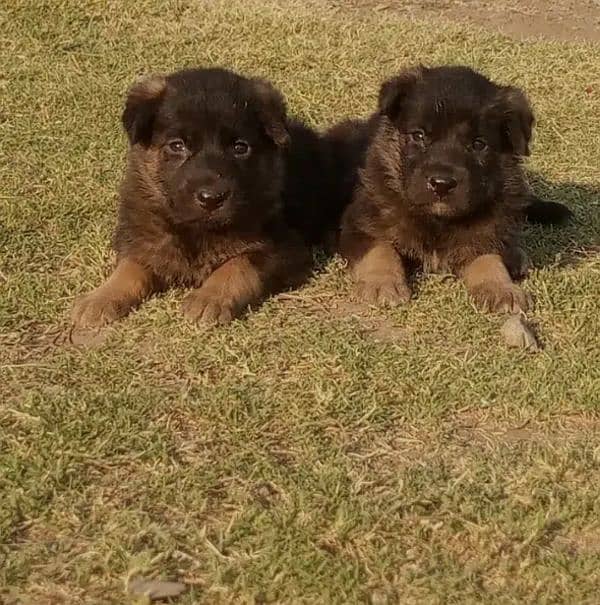 100% original GermanShepherd puppy for sale 03157036766 contact me 3