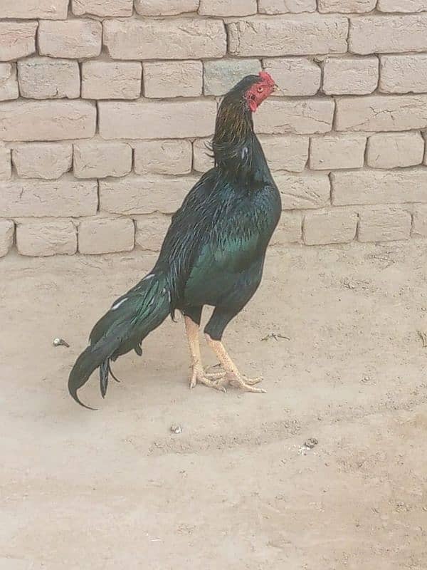 mashallah high quality madipara heera one eye male available 7