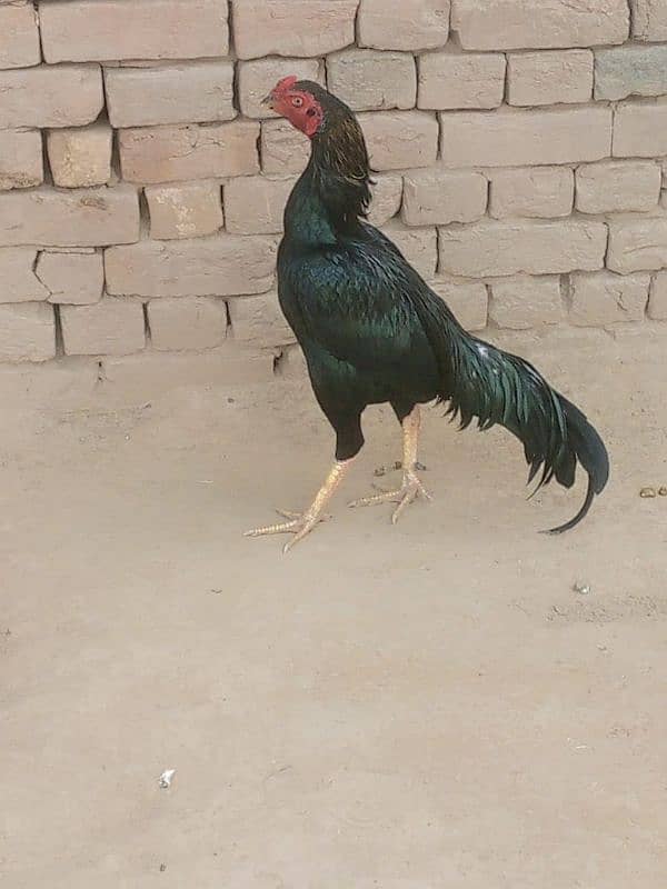 mashallah high quality madipara heera one eye male available 8