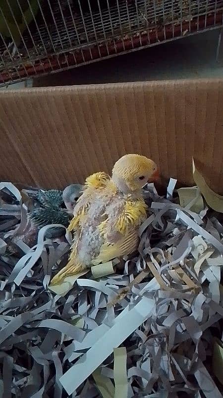 yellow and green ringneck 1