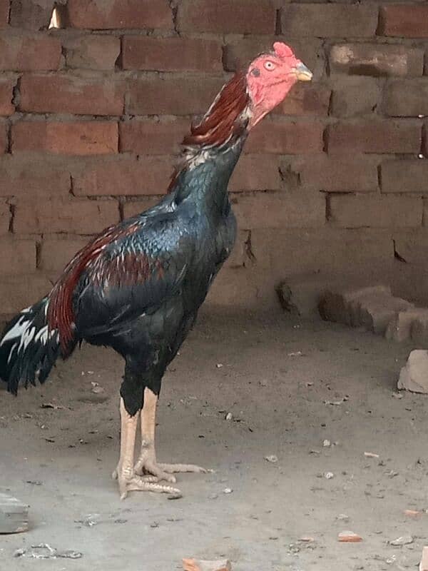 old bladlin lakha breed 1 meal 2 femael 1