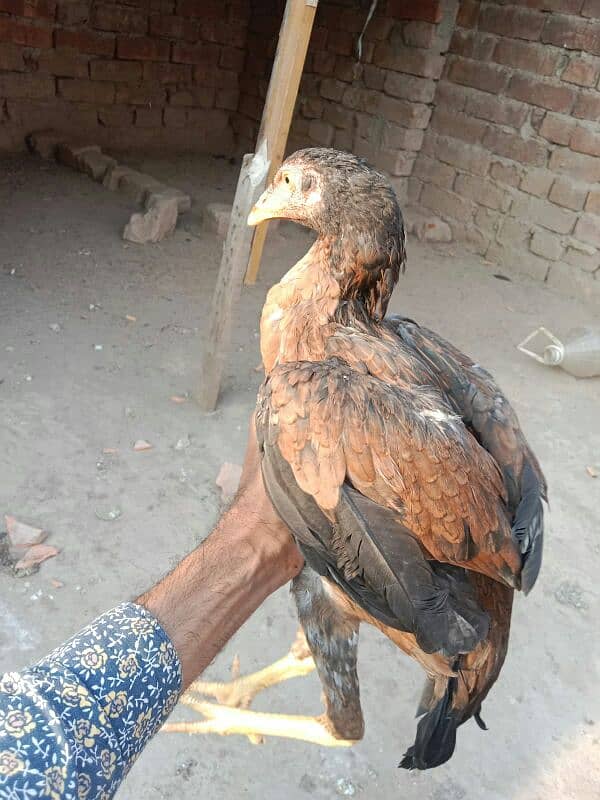 old bladlin lakha breed 1 meal 2 femael 6