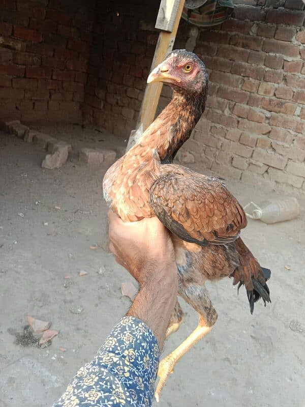 old bladlin lakha breed 1 meal 2 femael 8