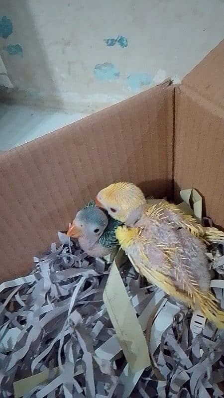 yellow and green ringneck chick 0