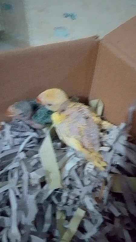 yellow and green ringneck chick 1