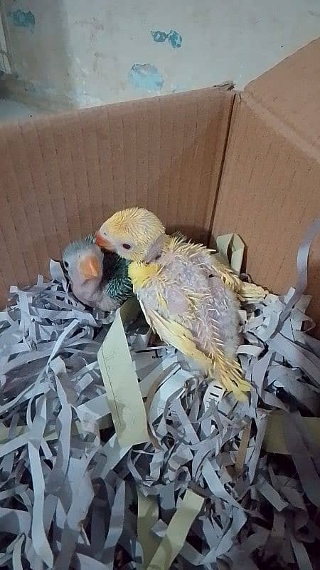 yellow and green ringneck chick 2