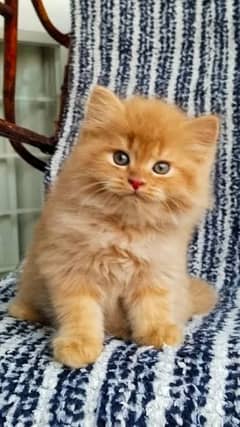 BRITISH LONGHAIR BROWN CAT FOR SALE