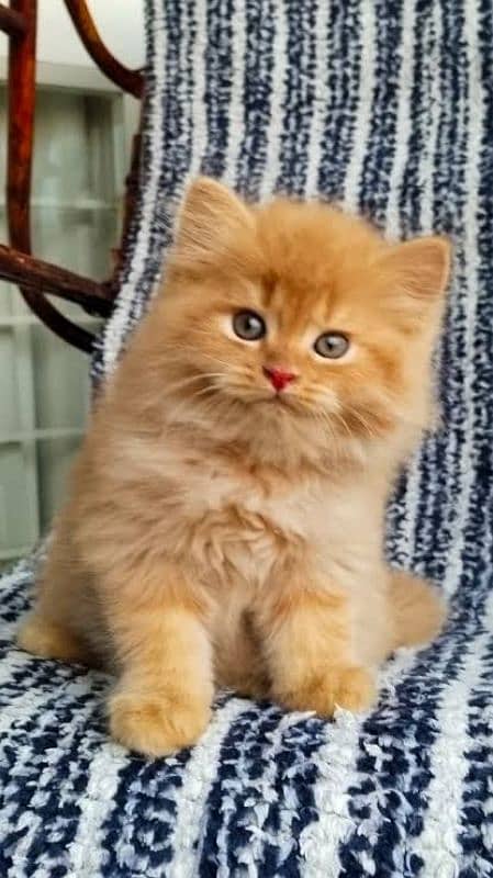 BRITISH LONGHAIR BROWN CAT FOR SALE 0