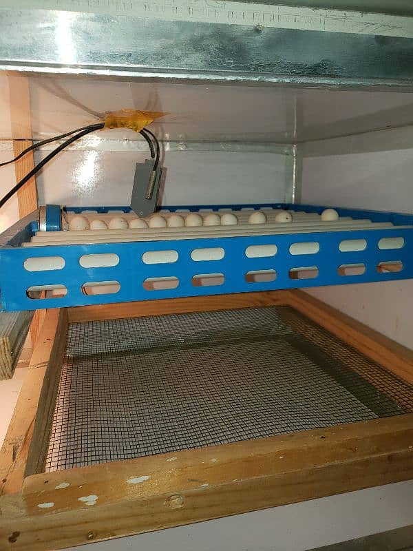 Automatic Incubator 5