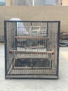 Pahari and love birds cages