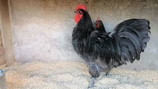 Australorp