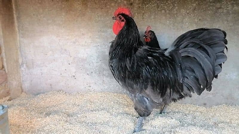 Australorp heritage and Shamo female 0