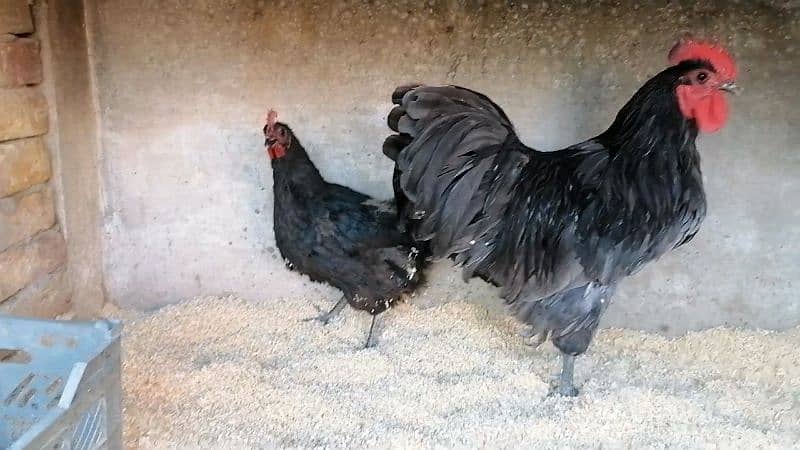 Australorp heritage and Shamo female 1