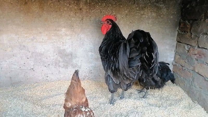 Australorp heritage and Shamo female 2