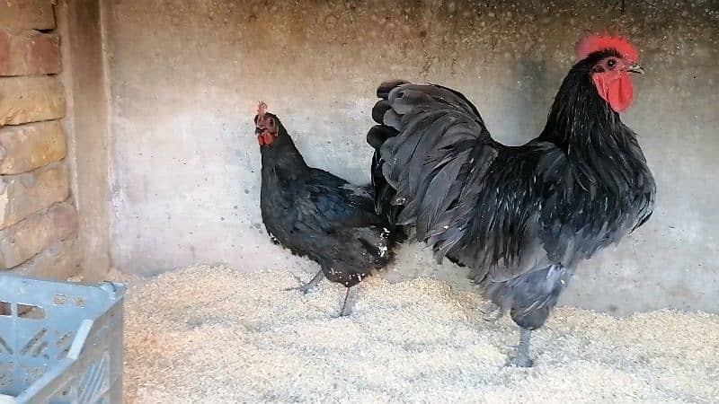 Australorp heritage and Shamo female 3