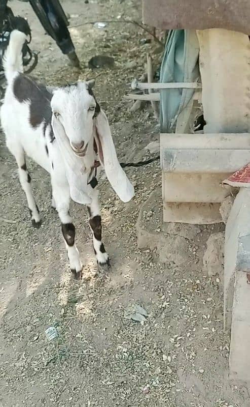 Bakra 03252321456 1