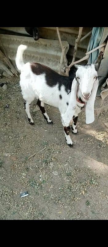 Bakra 03252321456 2