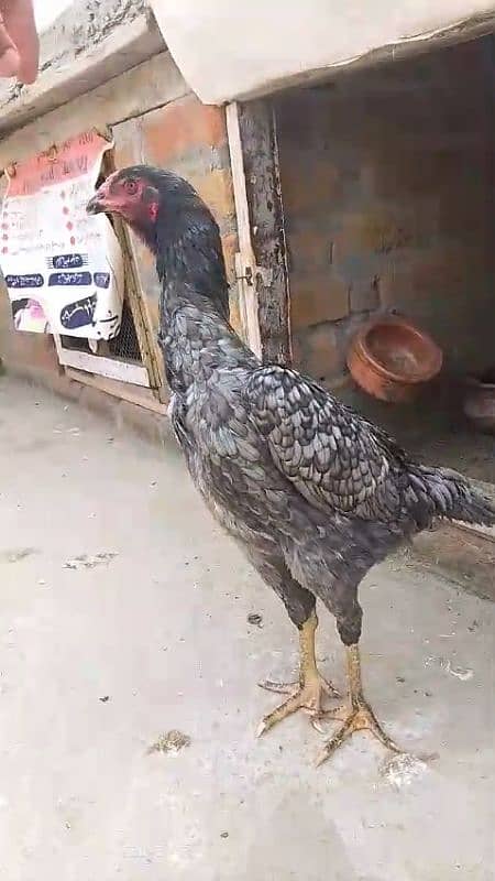 Australorp heritage and Shamo female 5