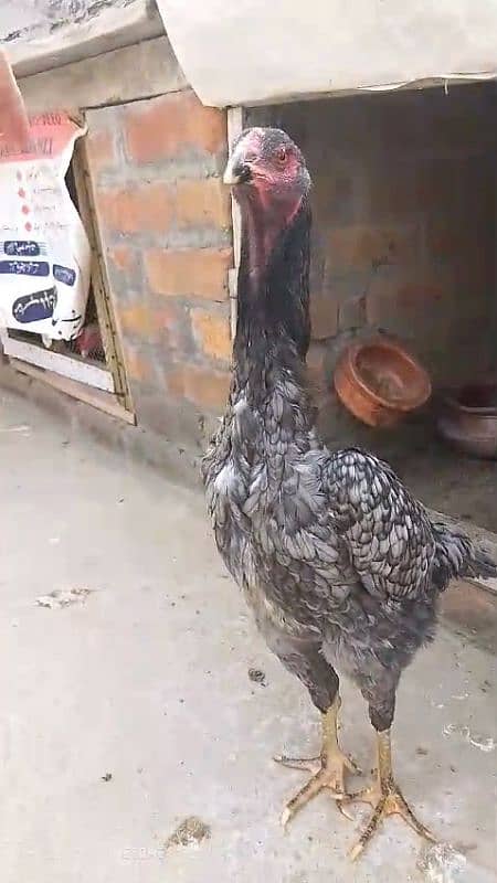 Australorp heritage and Shamo female 7