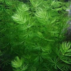 HORNWORT