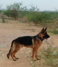 stock coat Gsd male for sale and stud