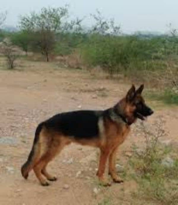 stock coat Gsd male for sale and stud 0