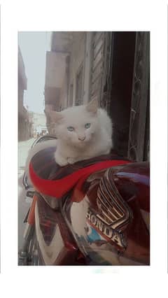 The white Persian cat with water blue eyes