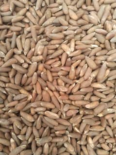 Chalgoze Pine nuts