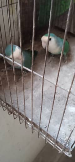 birds for sale