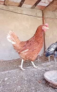 Desi Hens