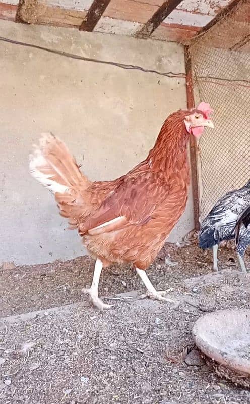 Desi Hens 0